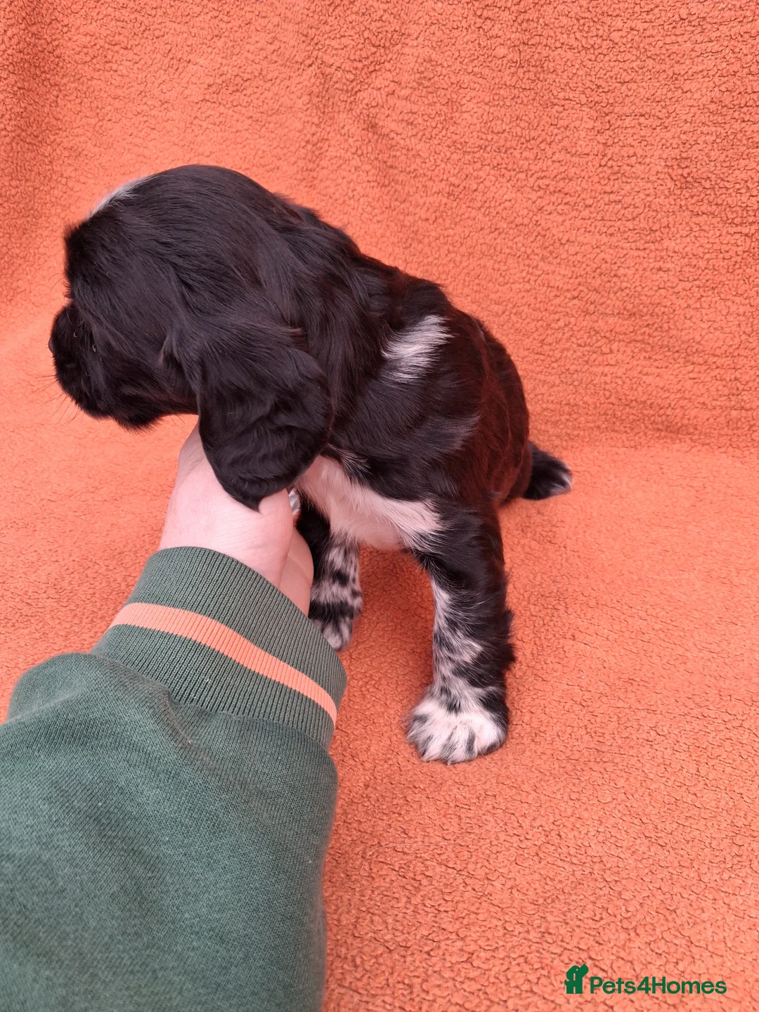 Cocker Spaniel dogs for sale: Gorgeous cocker spaniel puppies  - Advert 18