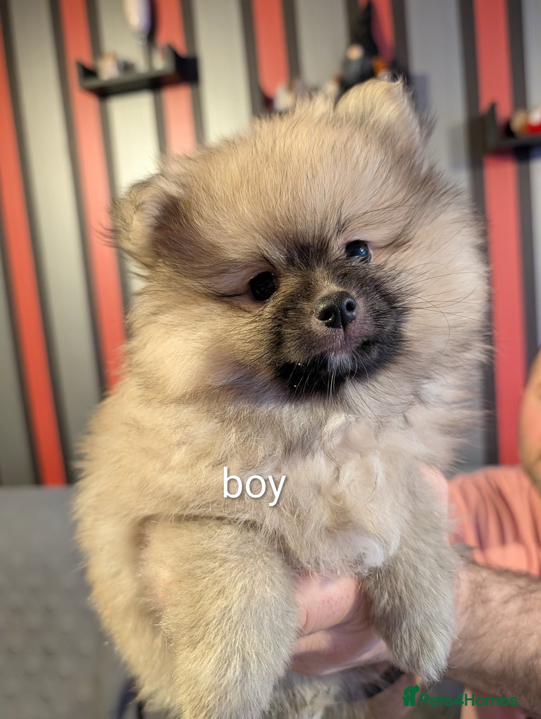 Pomeranian dogs for sale: Pomeranian puppies for sale - Advert 3