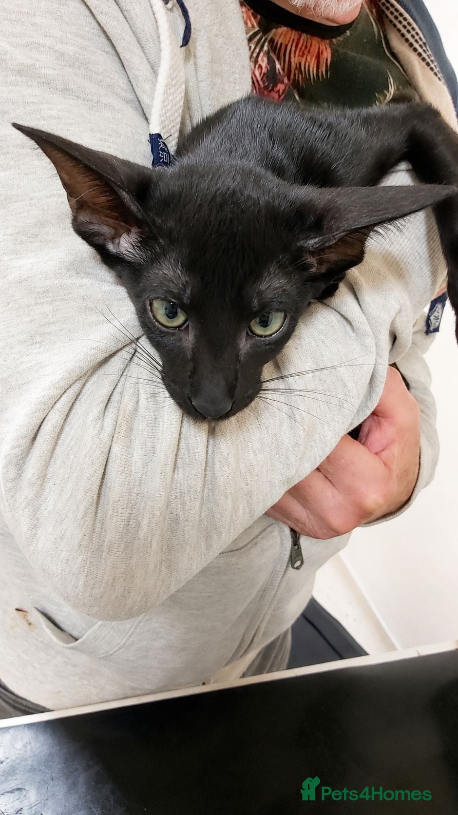Oriental cats FULL Pedigree Oriental XL size ears GCCF - Advert 1