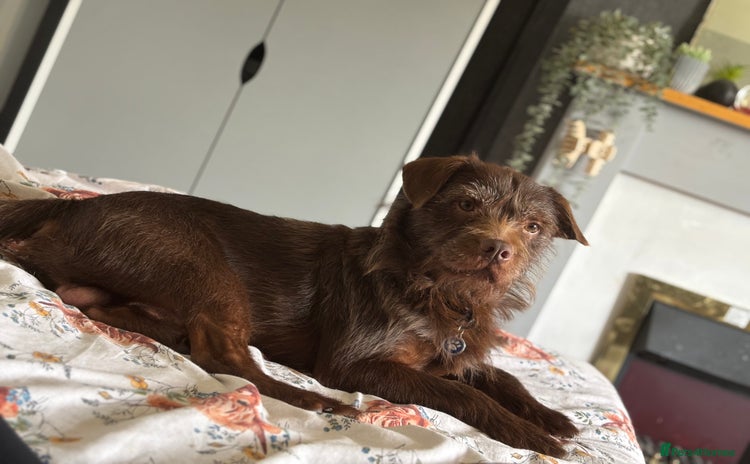 Patterdale Terrier dogs - Advert 11