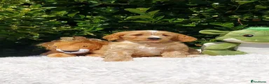 Cavapoo 2