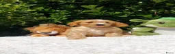 Cavapoo dogs for sale: Exceptional F1 Cavapoo Teddy Bears all males - Advert 3