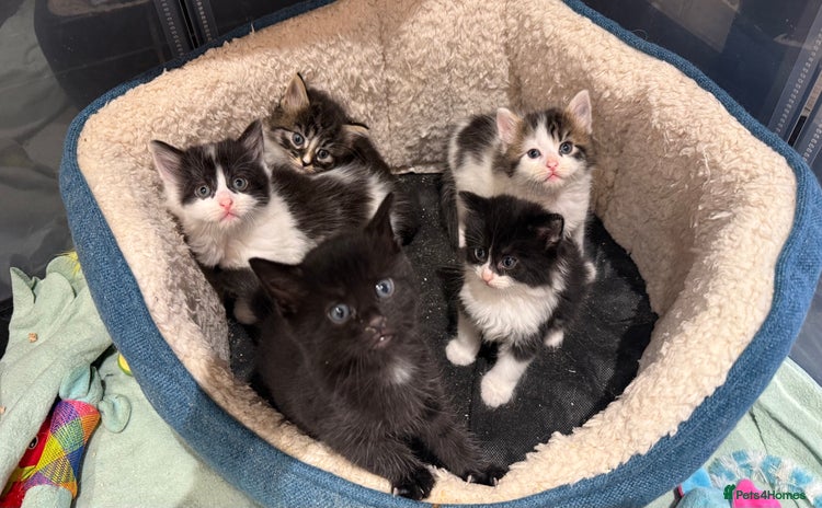 Mixed Breed cats - Advert 12