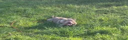 American Bulldog dogs for sale: Two sweethearts looking for a friend for life! - Advert 18