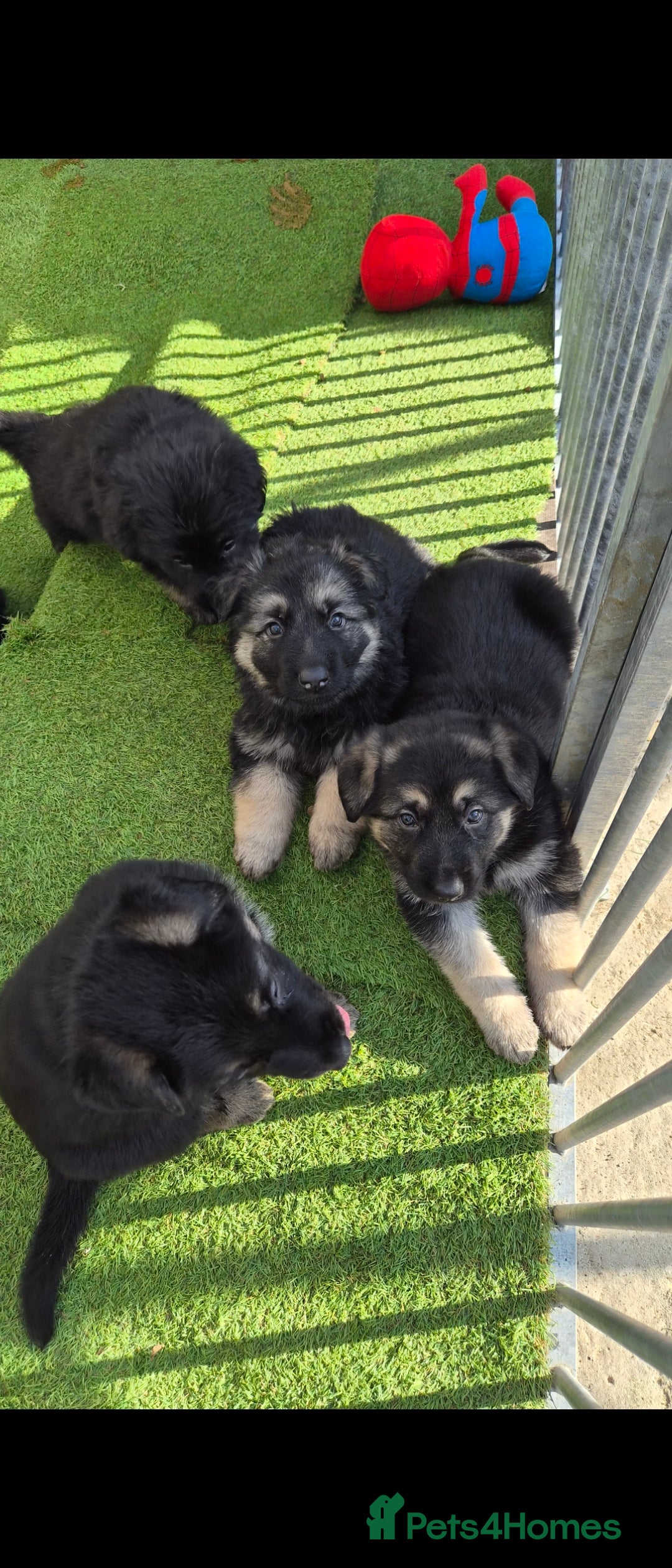 German Shepherd dogs Ready soon German Shepherd very big chunky pups - Advert 17