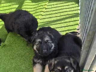 German Shepherd dogs Ready soon German Shepherd very big chunky pups - Advert 17