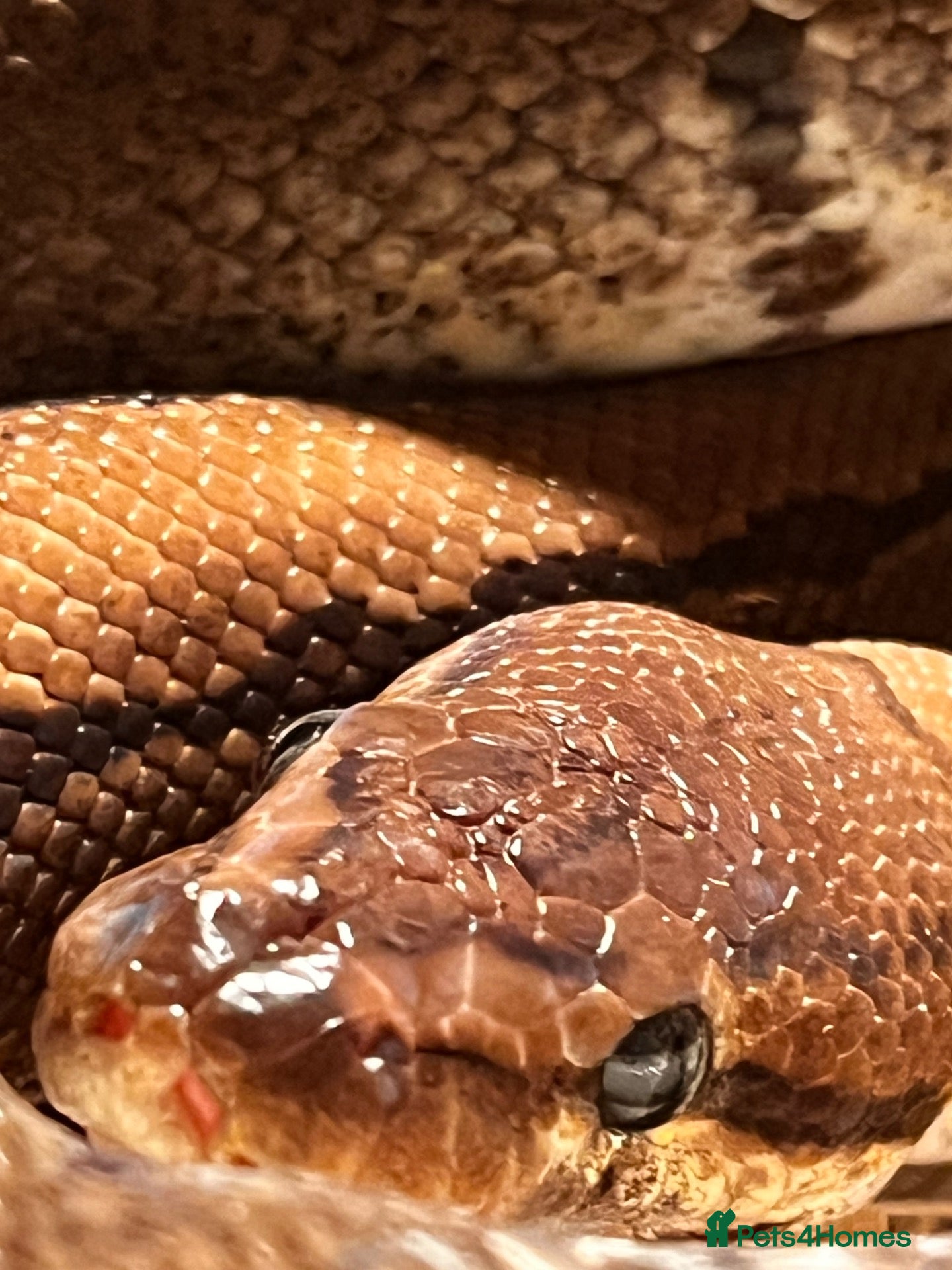 Python Snake reptiles Royal python  - Advert 3