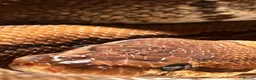 Python Snake reptiles for sale: Royal python  in Chesterfield - Advert 1