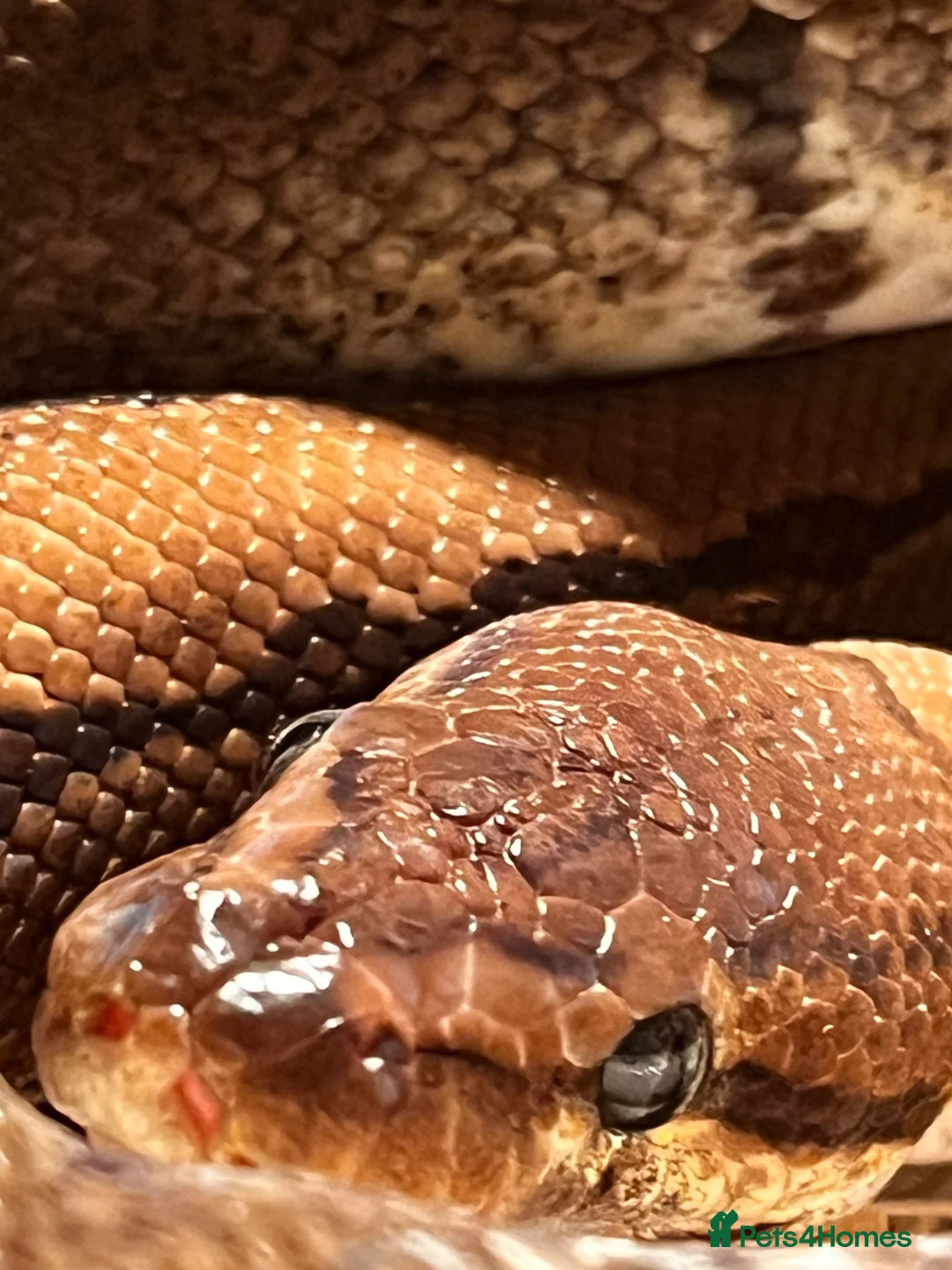 Python Snake reptiles for sale: Royal python  in Chesterfield - Advert 1