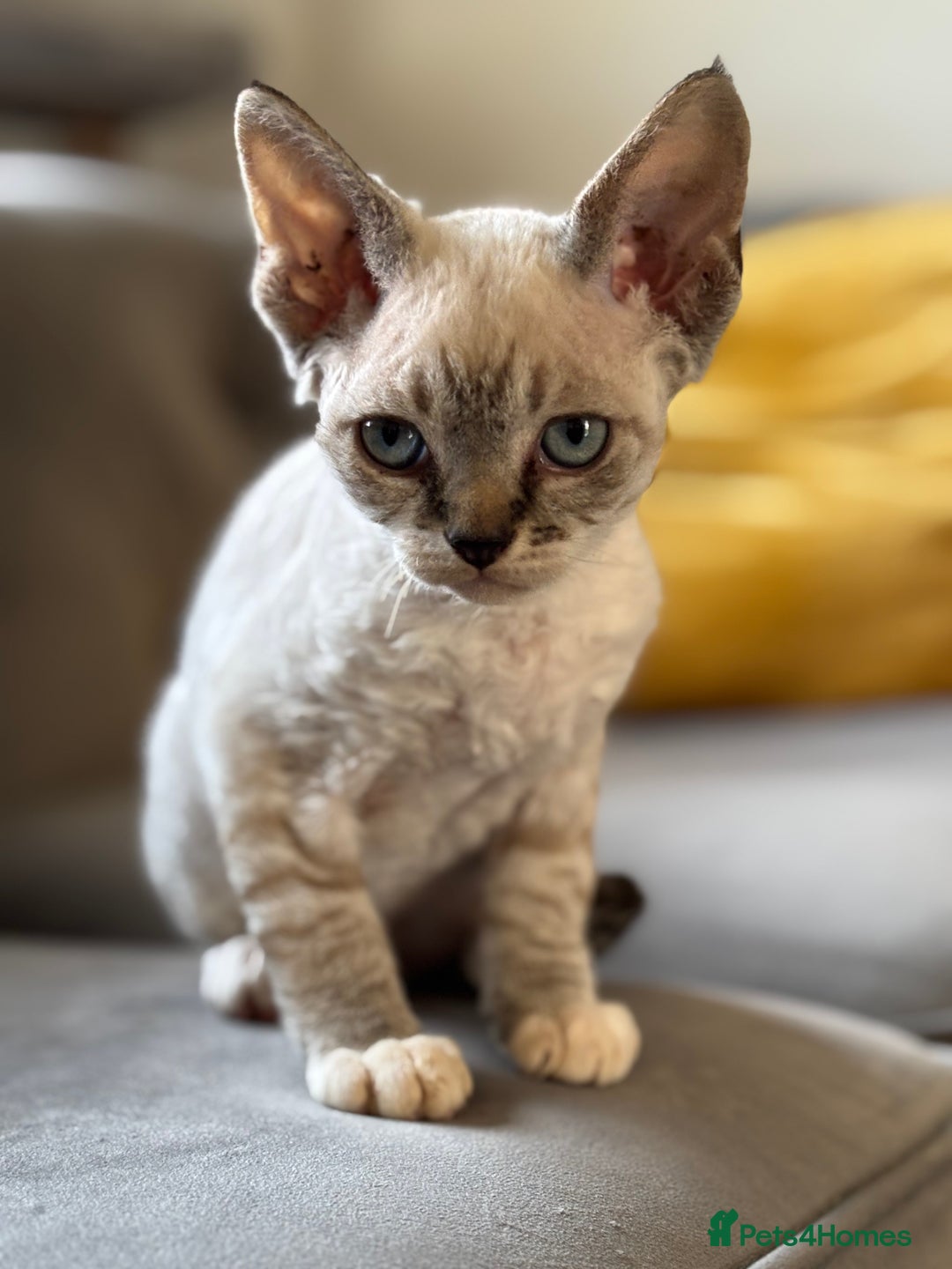 Devon Rex cats for sale: Beautiful cuddle Devon Rex boy - Image 4