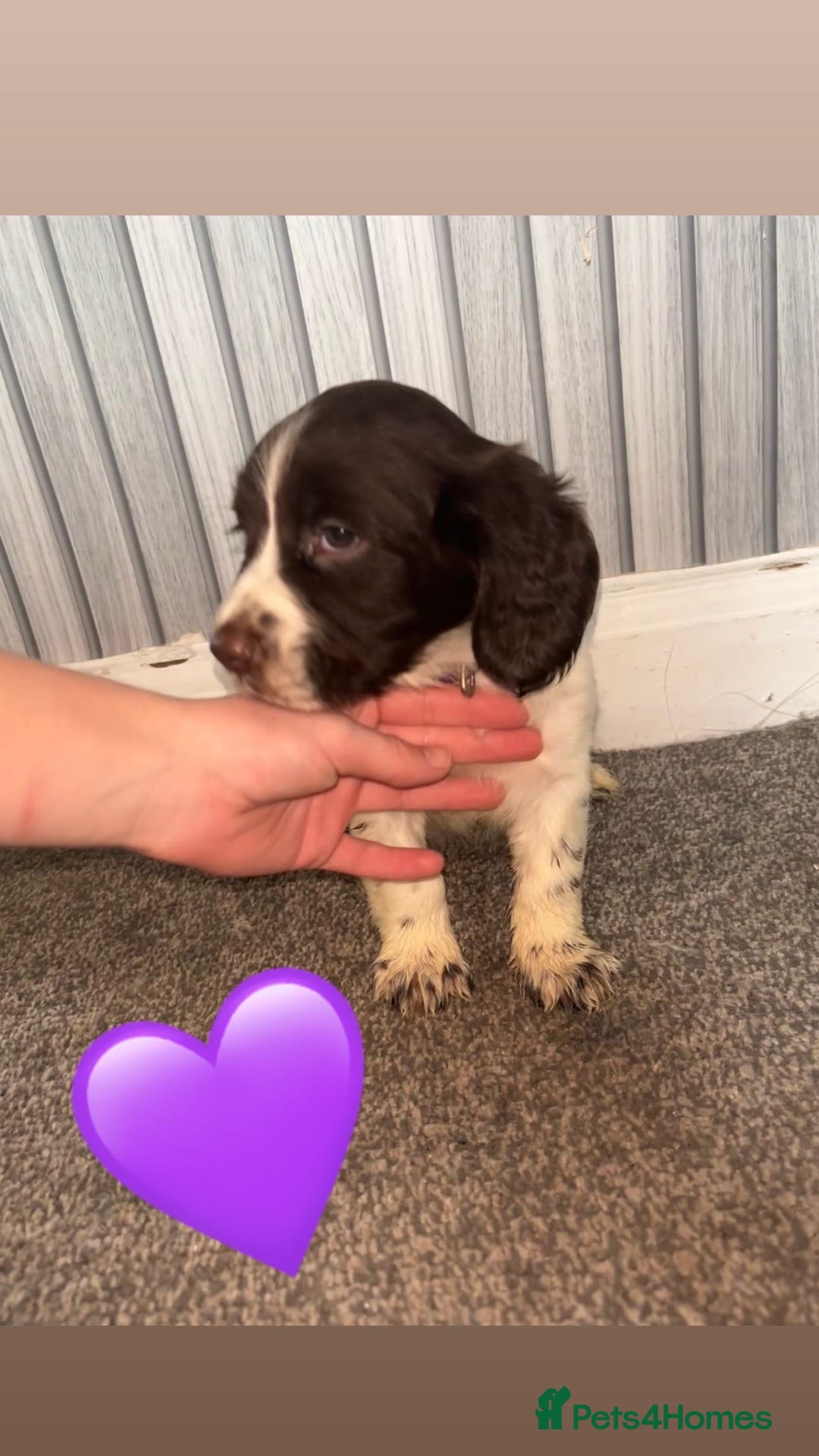Sprocker dogs for sale: Sprocker spaniel puppy’s  - Image 4