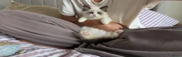 Ragdoll cats for sale: 🏆 RAGDOLL KITTENS 🏆 SHOW QUALITY  - Advert 11