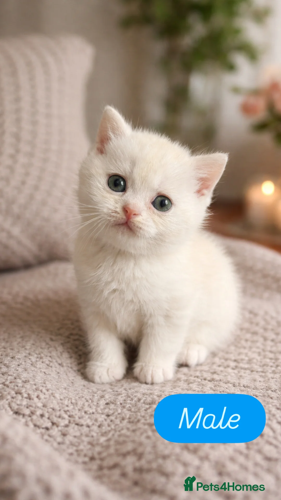 British Shorthair cats for sale: Stunning British Shorthair kittens - Advert 4