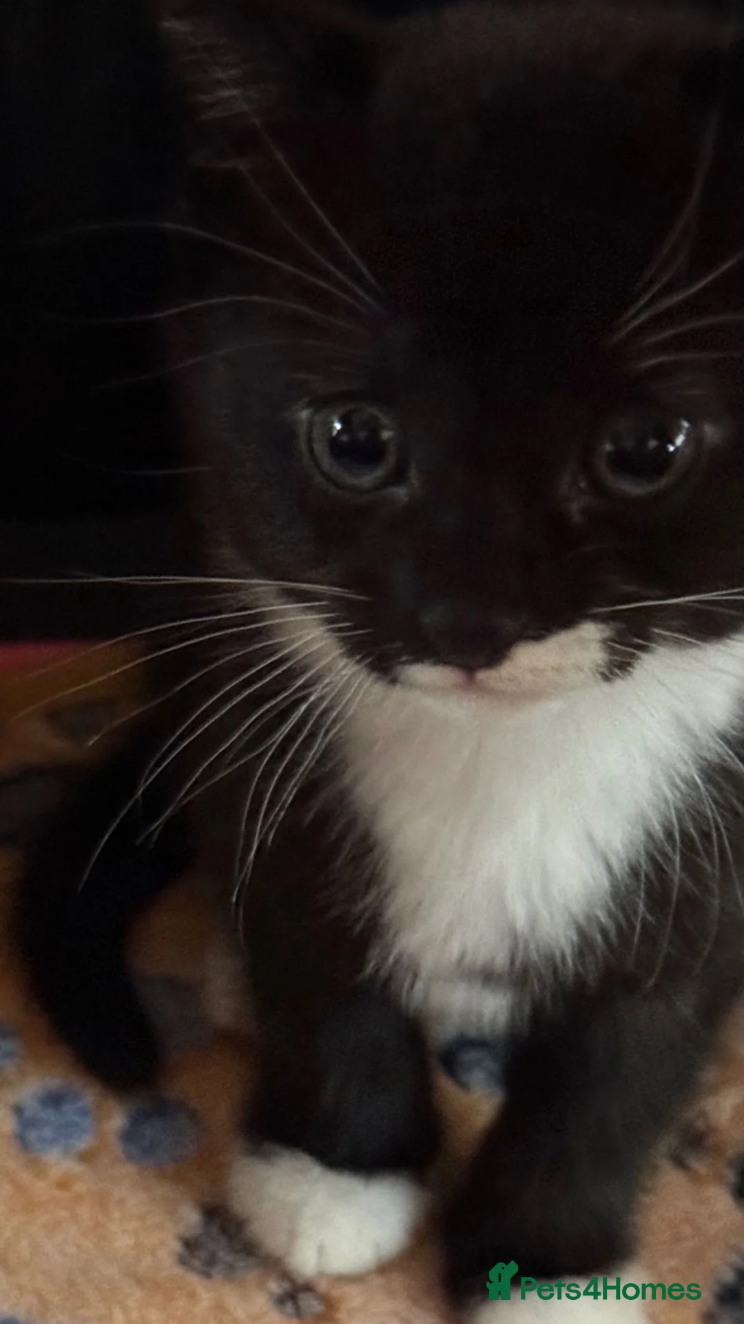 Mixed Breed cats for sale: Female kitten Russian blue x Tabby - Advert 2