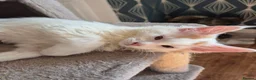 Maine Coon cats for sale: Tica Registered Kittens - Advert 1