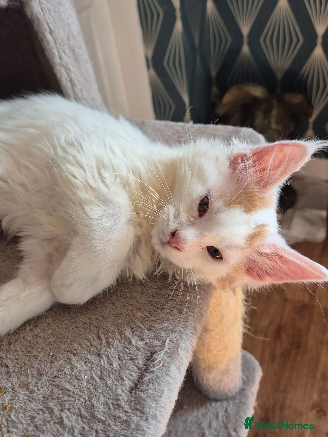Maine Coon cats for sale: Tica Registered Kittens - Advert 1