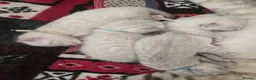 Bengal cats for sale: 🌟 Stunning pure bengal snow kittens 🎉 - Advert 21