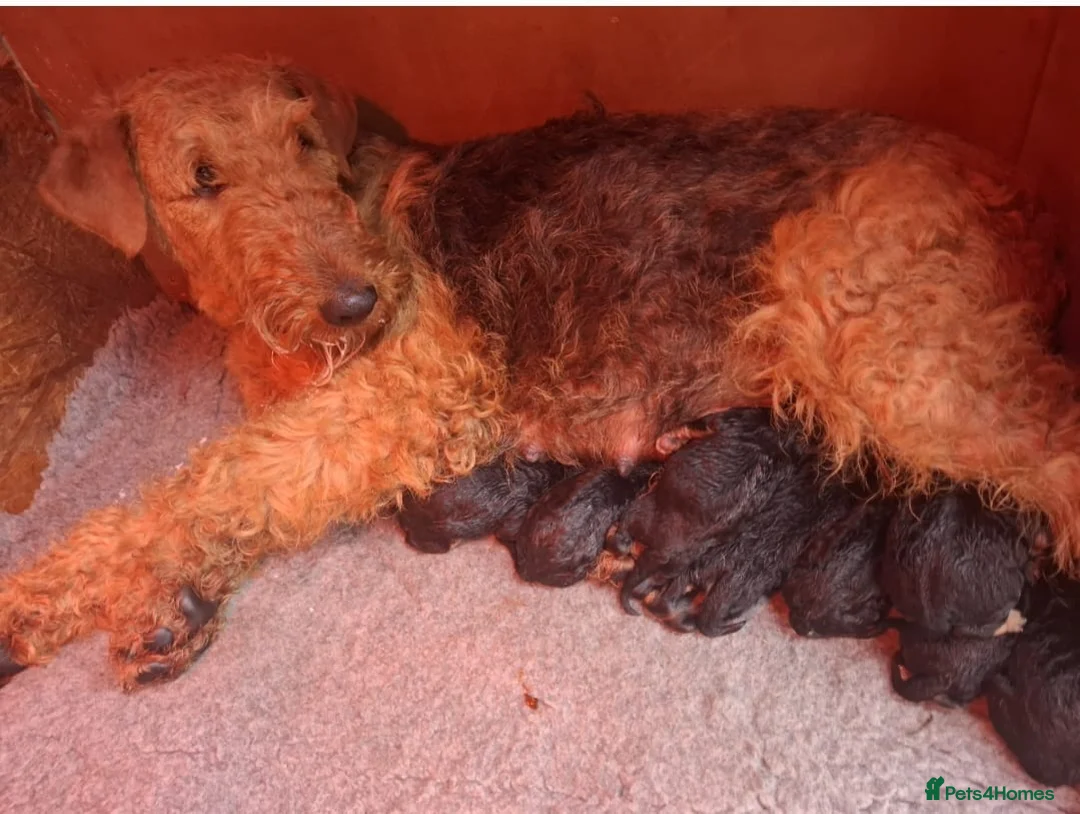 Airedale Terrier dogs for sale: Gorgeous Airedale Litter! - Advert 2