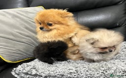 Pomeranian dogs for sale: 🐾Stunning 🐶Extra Small🐻 Teddy Face🔥 - Image 19