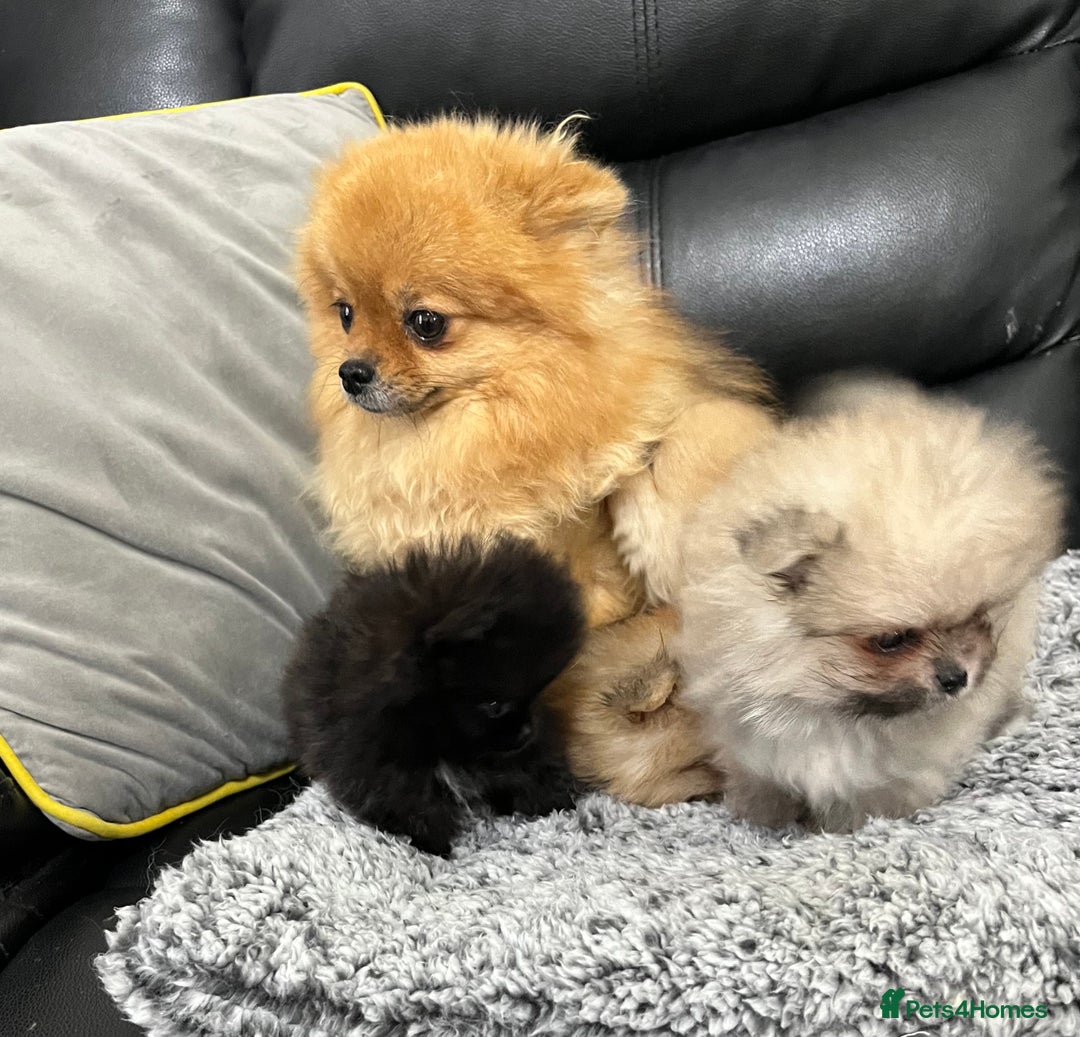 Pomeranian dogs for sale: 🐾Stunning 🐶Extra Small🐻 Teddy Face🔥 - Image 19