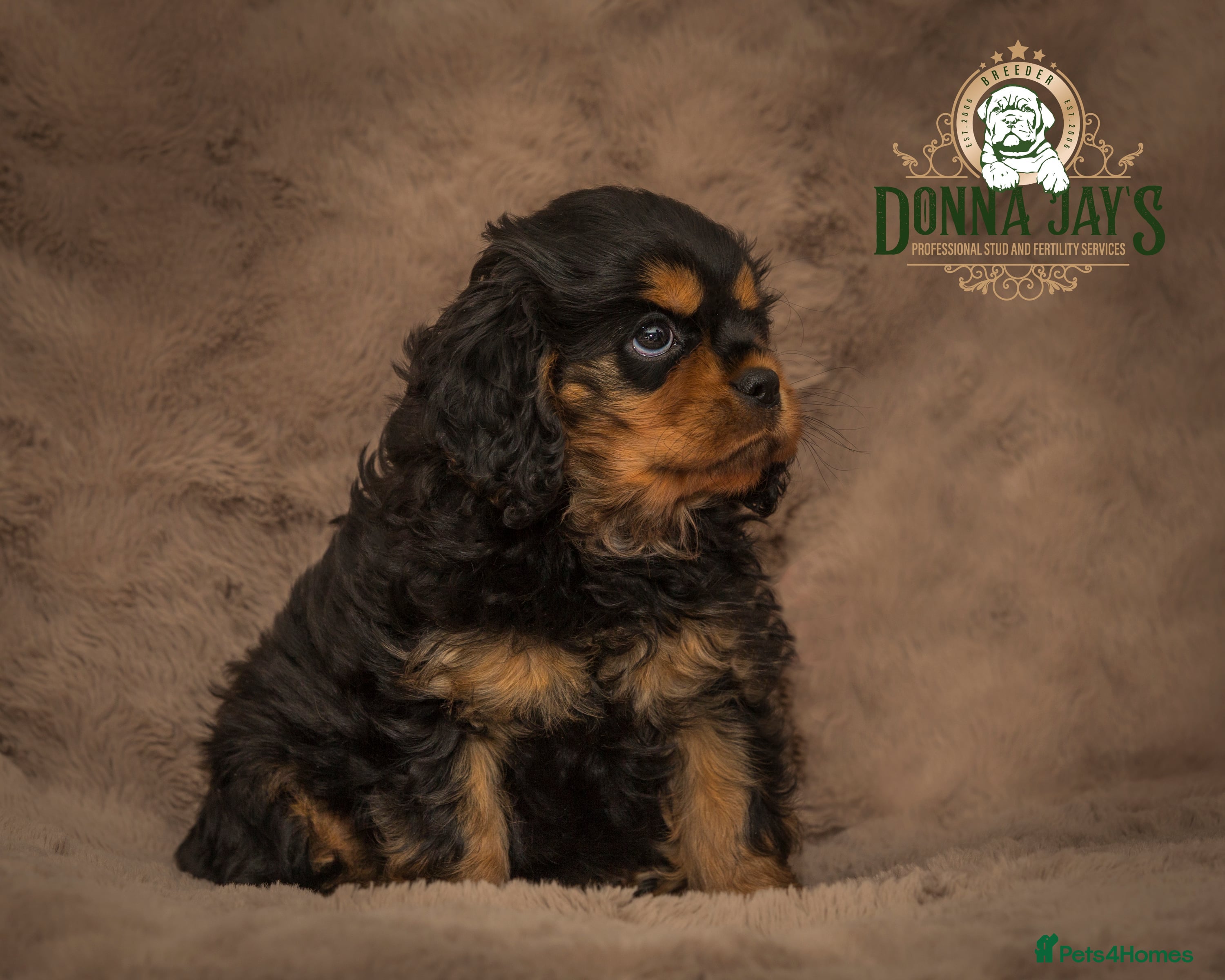 Cavalier King Charles Spaniel dogs Donna jays old school cavalier King Charles  - Advert 14