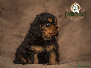 Cavalier King Charles Spaniel dogs Donna jays old school cavalier King Charles - Advert 17