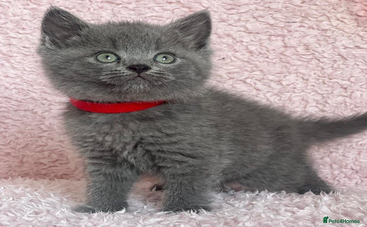 British Shorthair cats - Advert 4
