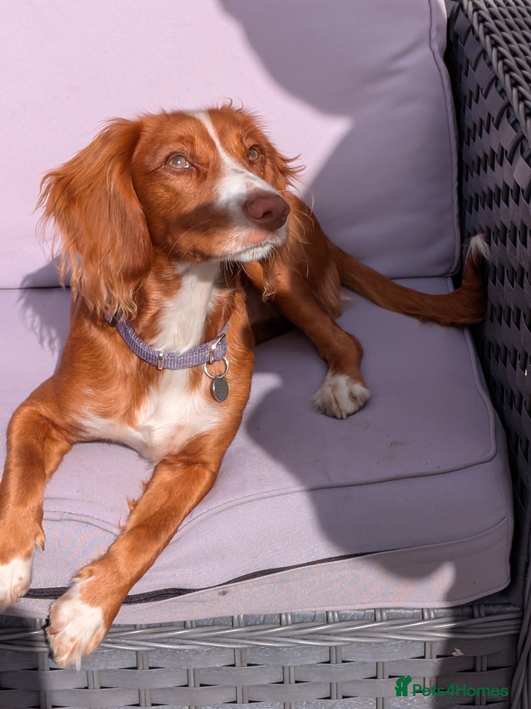 Cocker Spaniel dogs for sale: Working Cocker Spaniel 7 Months Old - Image 5