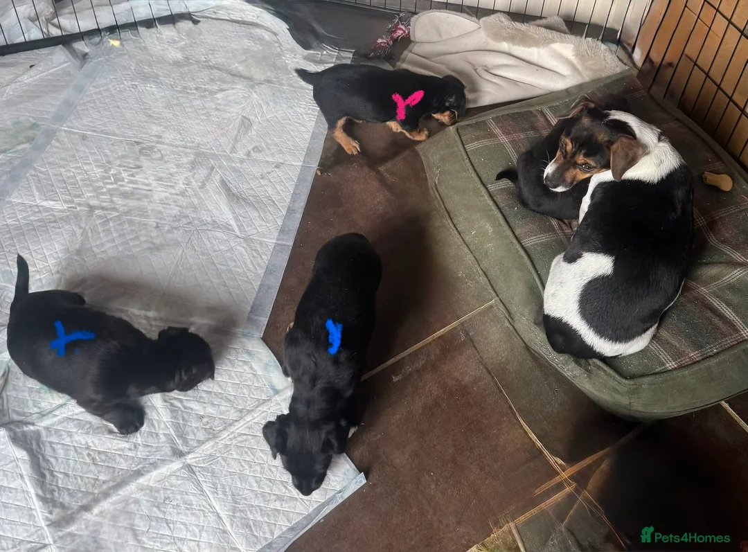 Patterjack dogs for sale: Ready for their forever homes this weekend!! - Advert 10