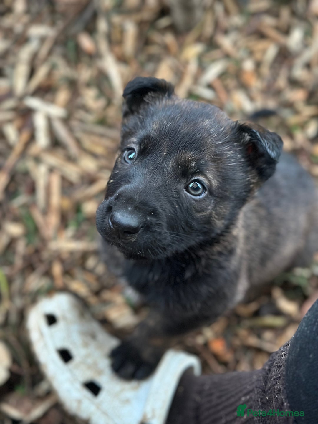 Mixed Breed dogs for sale: Dutch Herder Puppies  - Advert 14