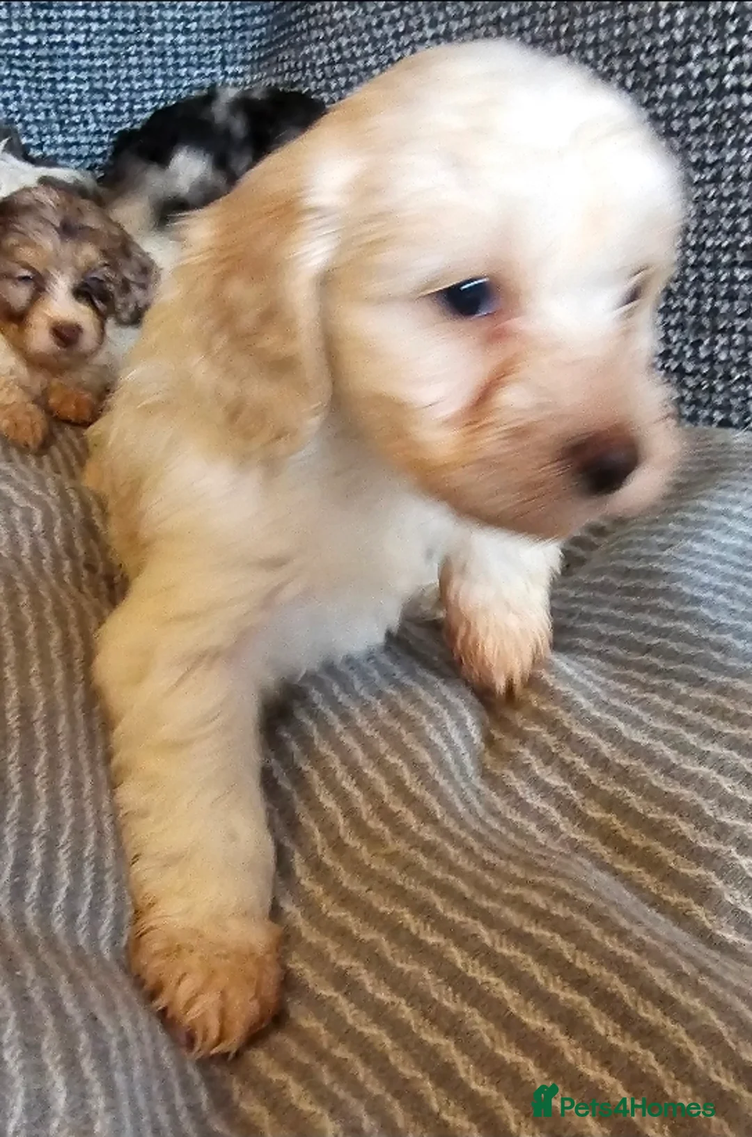 Cockapoo dogs for sale: Cockerapoo puppies merle F1 - Advert 13