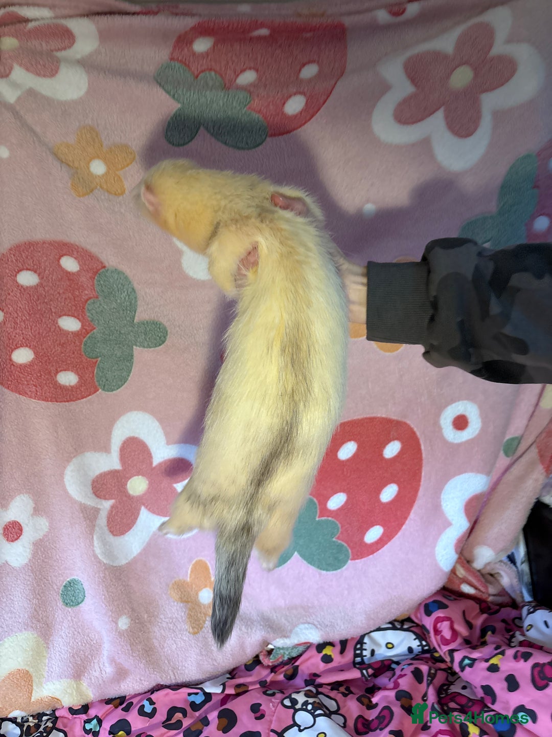 Ferret rodents for sale: Various ferret kits for sale - Advert 8