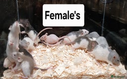 Rat rodents for sale: Baby Dumbo Rat's Males & Females - Image 5