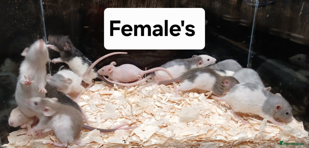 Rat rodents for sale: Baby Dumbo Rat's Males & Females - Image 5