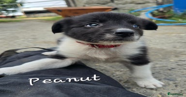 Border Collie dogs - Advert 7