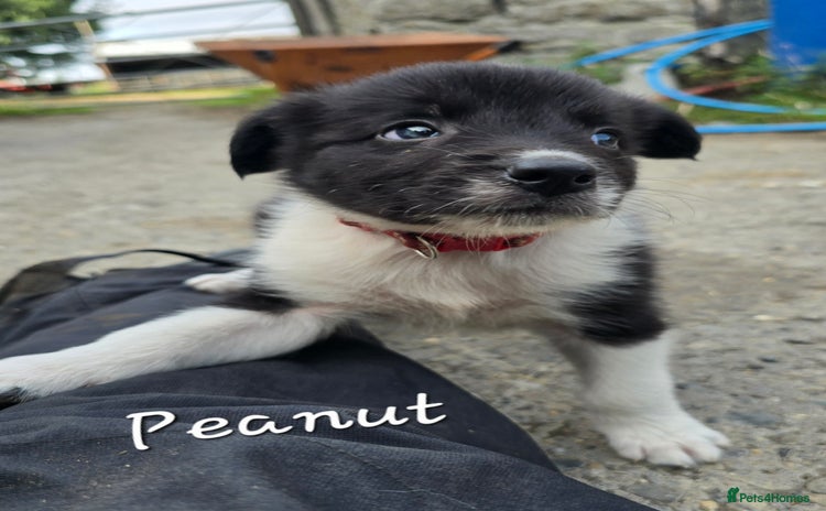 Border Collie dogs - Advert 5