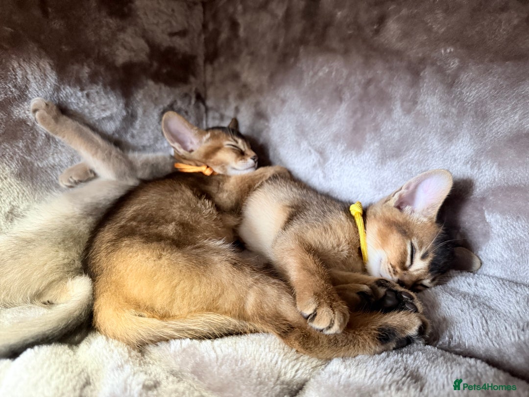 Abyssinian cats for sale: Abyssinian kittens available  in Dunmow - Image 26