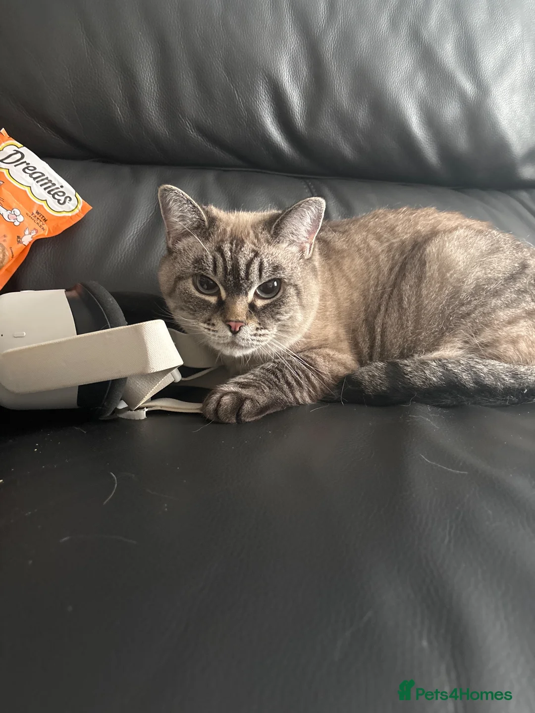 Ragdoll cats for sale: 4 year old cat - Advert 3