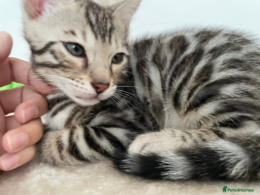 Bengal cats for sale: 🎉Tica Pedigree Stunning Little Leopards🎉  - Image 5