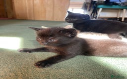 Mixed Breed cats for sale: Russian blue cross black and tabby kittens  - Advert 12