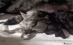 Dachshund dogs for sale: Beautiful daccys for sale ready 30th December  - Image 3