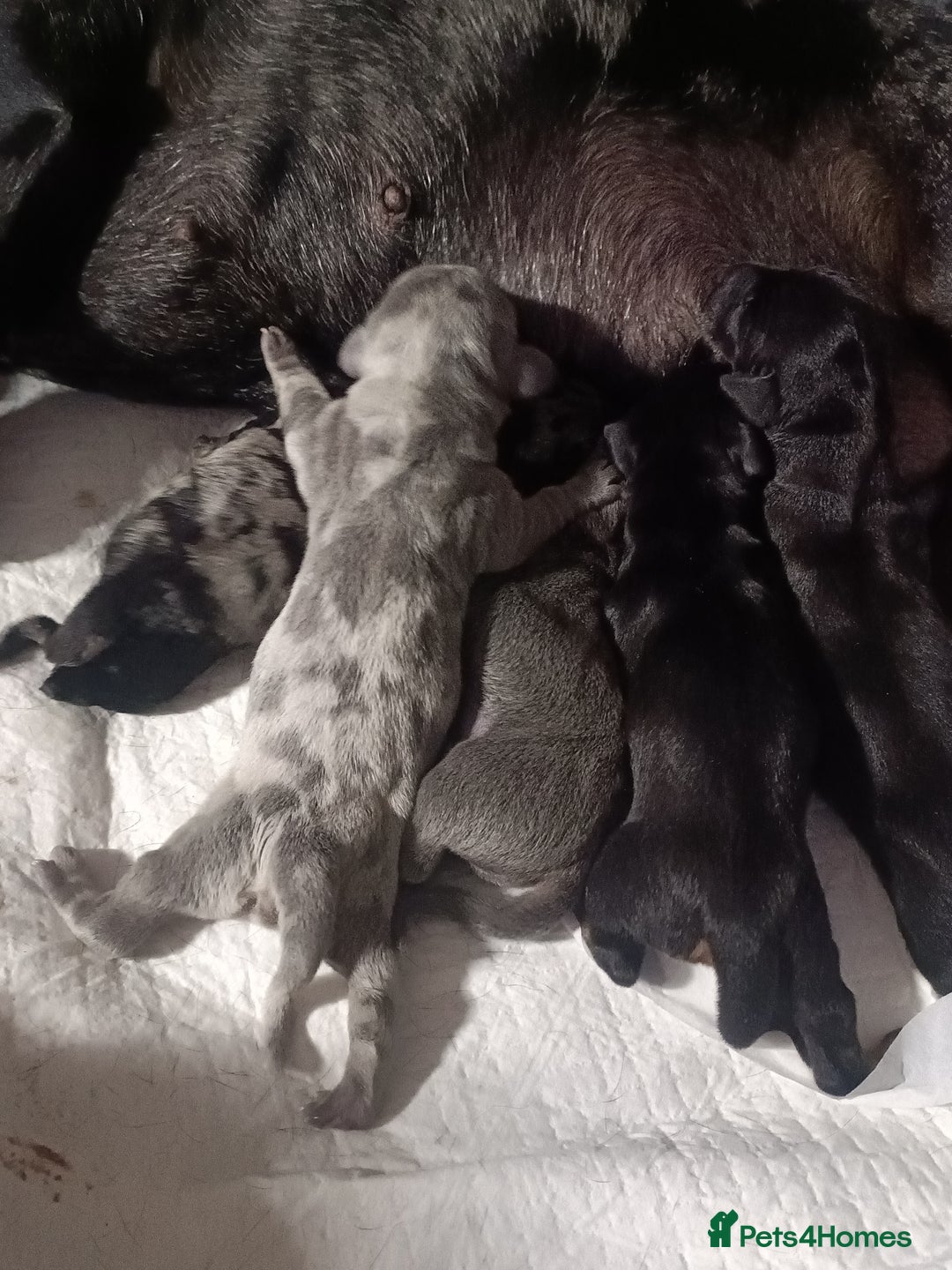 Dachshund dogs for sale: Beautiful daccys for sale ready 30th December  - Image 3