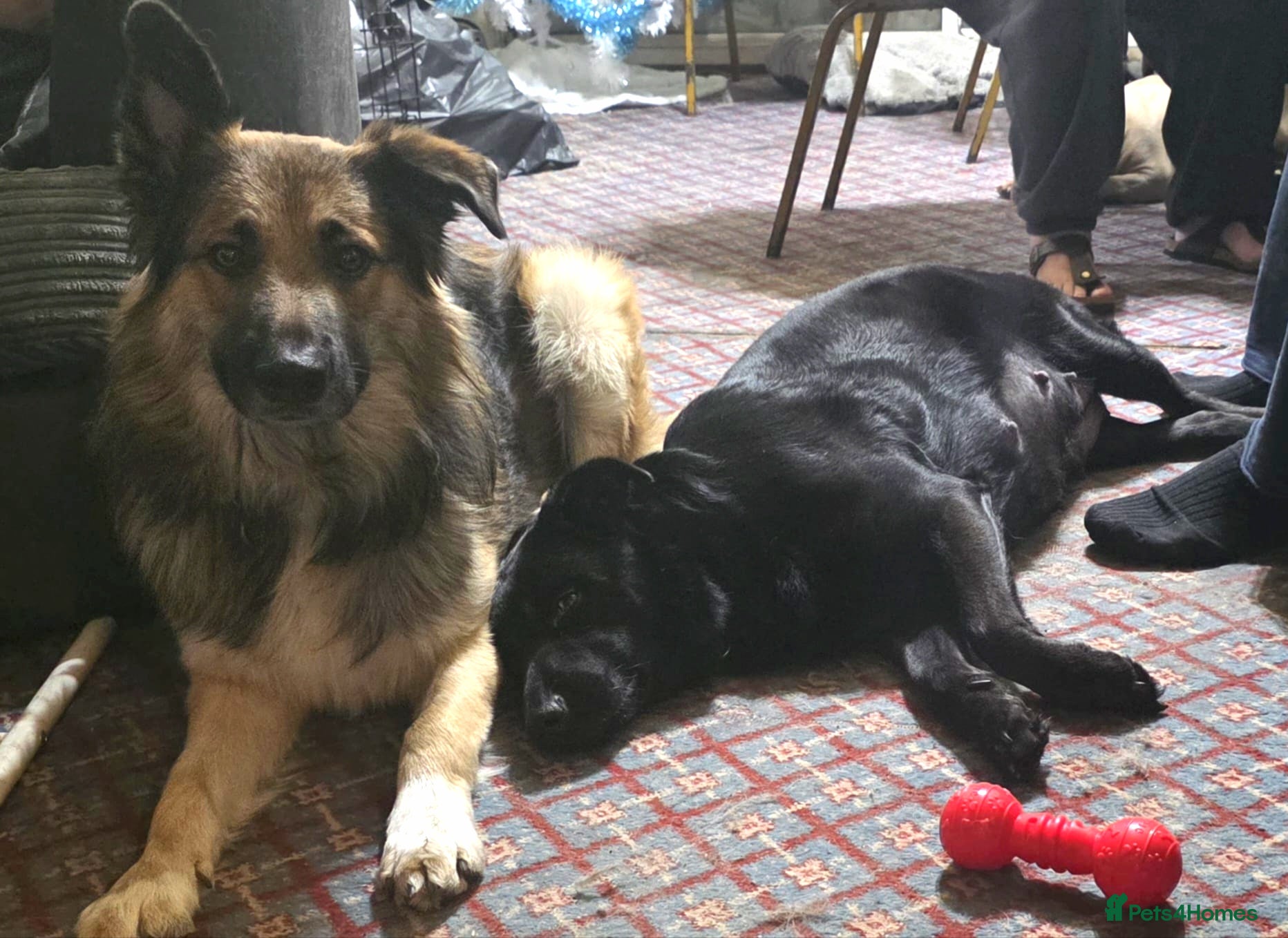 Mixed Breed dogs Beautiful mixed breed, large puppies - Advert 2