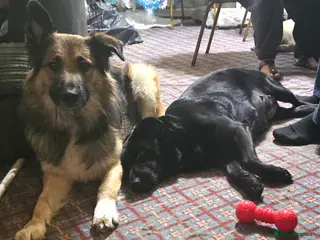 Mixed Breed dogs Beautiful mixed breed, large puppies - Advert 2