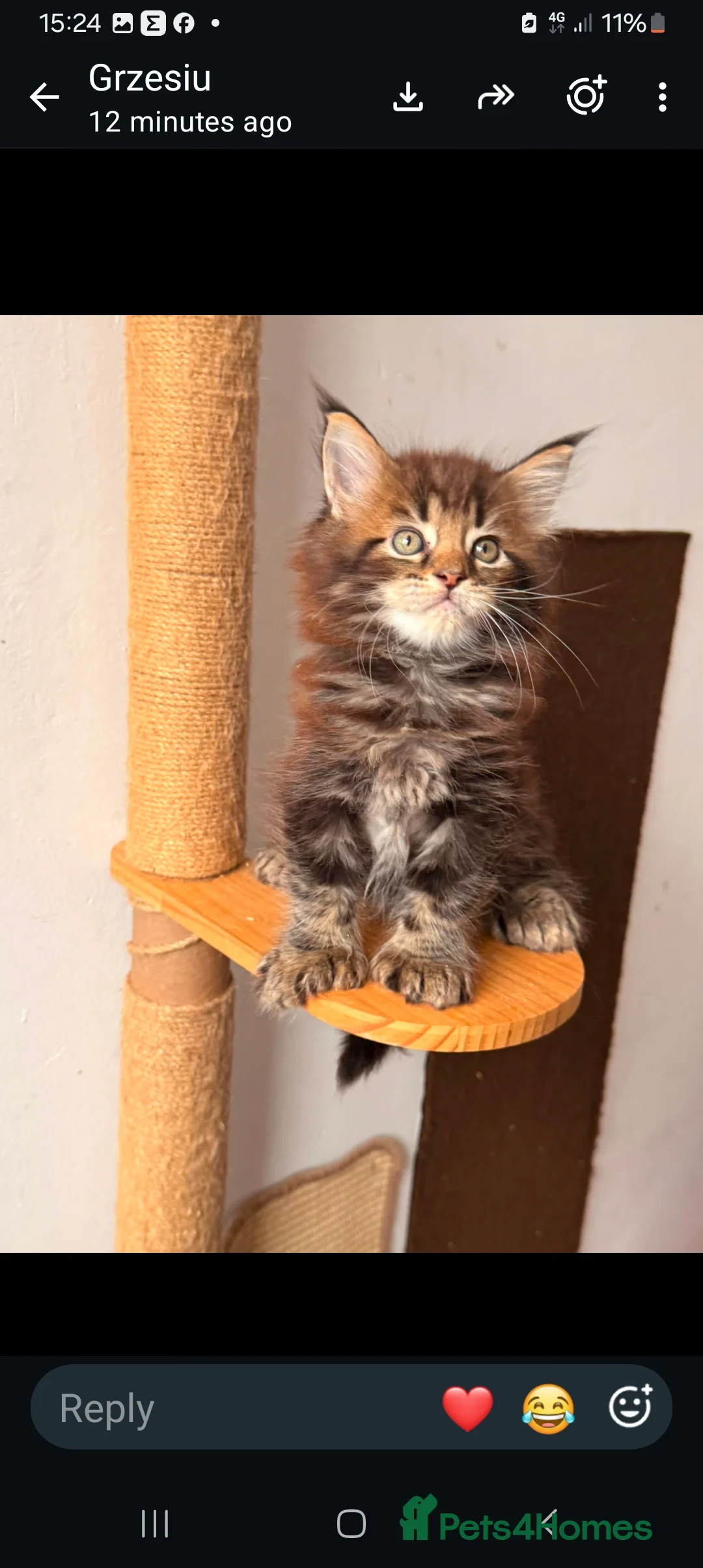 Maine Coon cats for sale: 🐾 FIVE MAINE COON (TWO POLYDACTYL)  - Advert 2