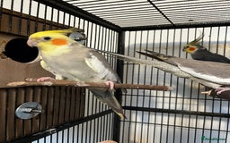 Cockatiels birds for sale: Cockatiels  - Advert 2
