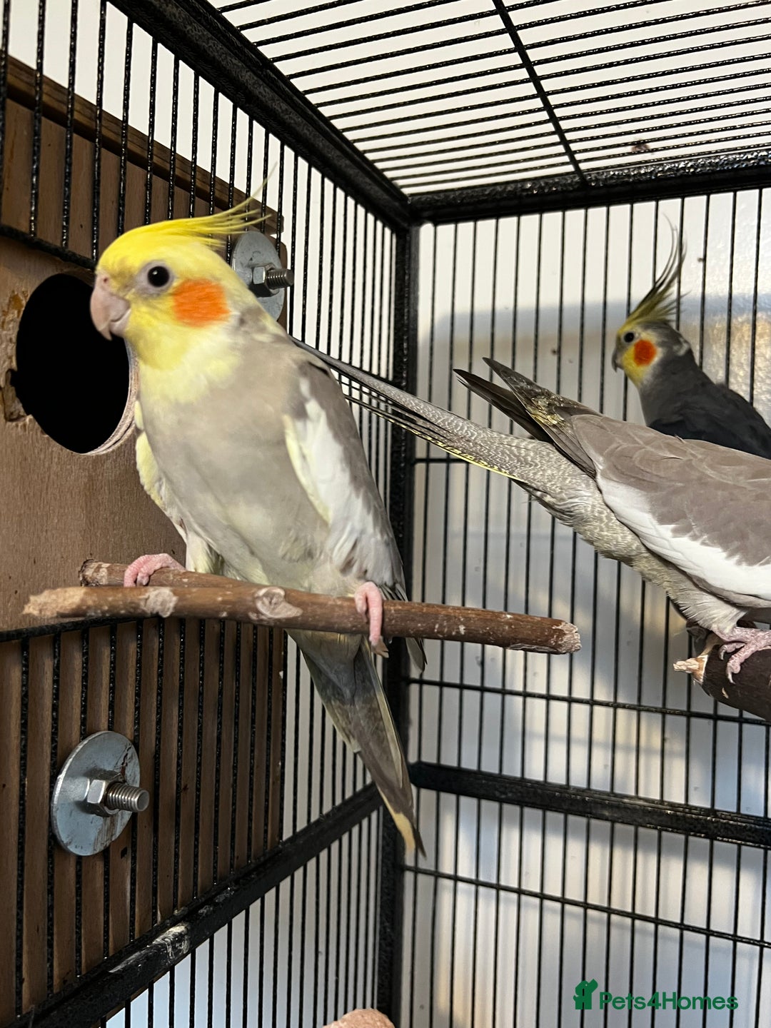 Cockatiels birds for sale: Cockatiels  - Advert 2