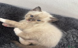 Ragdoll cats for sale: Beautiful Ragdoll kittens open to reasonable offer - Image 10