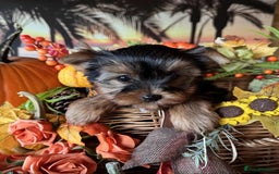 Yorkshire Terrier dogs for sale: Beautiful Pedigree Yorkshire Terrier puppies. - Advert 8