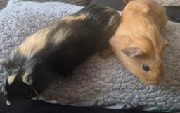 Guinea Pig rodents for sale: Guinea pigs - Image 4